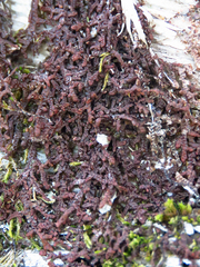 Frullania