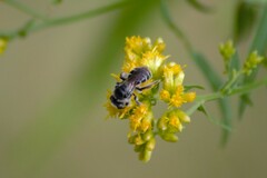 Callandrena
