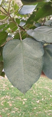 Croton mutisianus