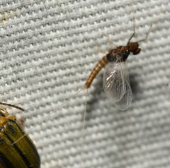 Baetis bicaudatus