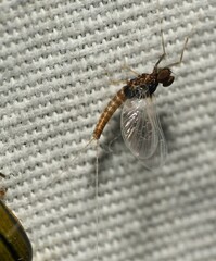 Baetis bicaudatus