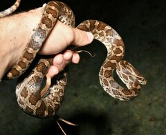 Pantherophis emoryi