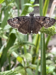 Erynnis tristis