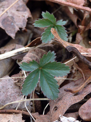 Potentilla canadensis