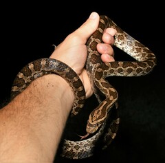 Pantherophis emoryi