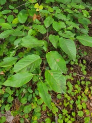 Amelanchier arborea