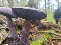 Cortinarius violaceus