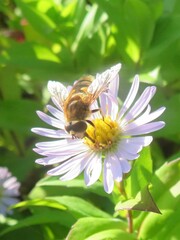 Eristalis nemorum