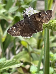 Erynnis tristis