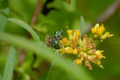 Augochloropsis viridula