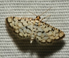 Hileithia rehamalis