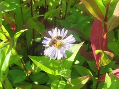 Eristalis nemorum