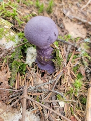 Cortinarius violaceus