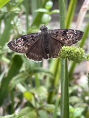 Erynnis tristis