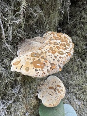 Pseudoinonotus dryadeus