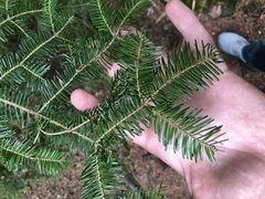 Abies balsamea