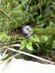Erynnis tristis