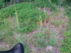 Crotalaria lanceolata
