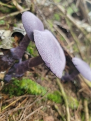 Cortinarius violaceus