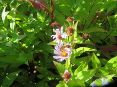 Eristalis nemorum