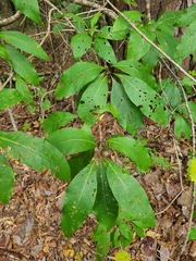 Chionanthus virginicus