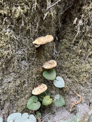 Pseudoinonotus dryadeus