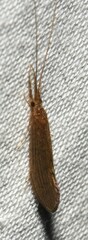 Oecetis