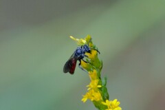 Sphecodes