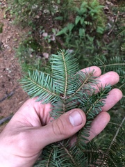 Abies balsamea