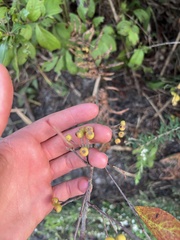 Aronia arbutifolia