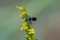 Sphecodes