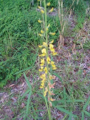 Crotalaria lanceolata
