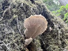 Pseudoinonotus dryadeus