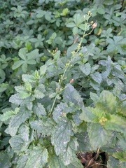 Scrophularia scopolii