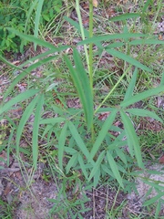 Crotalaria lanceolata