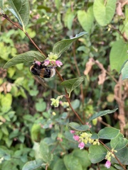 Bombus lucorum
