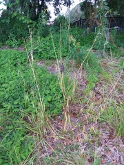 Crotalaria lanceolata