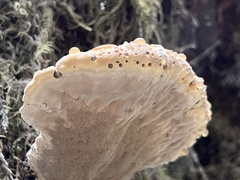 Pseudoinonotus dryadeus