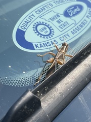 Melanoplus packardii