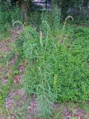 Crotalaria lanceolata
