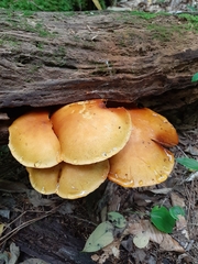 Gymnopilus luteus