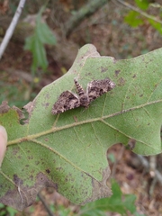 Metalectra quadrisignata