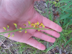 Crotalaria lanceolata