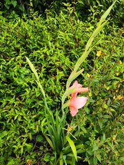 Gladiolus