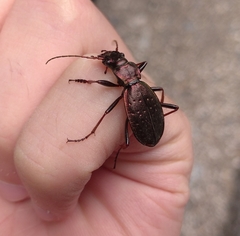 Carabus irregularis