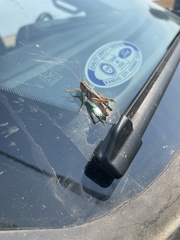 Melanoplus packardii