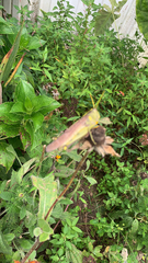 Schistocerca obscura