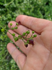 Scrophularia scopolii