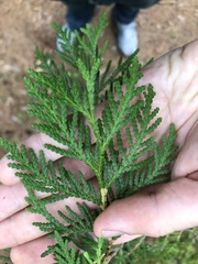 Thuja occidentalis