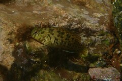Parablennius sanguinolentus
